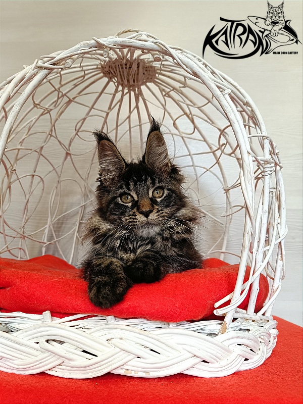 Katran Werona - Kitten maine-coon 3 months 1 week