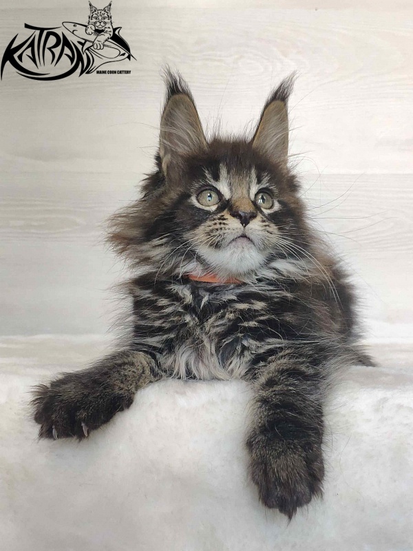 Katran Werona - Kitten maine-coon 2 months
