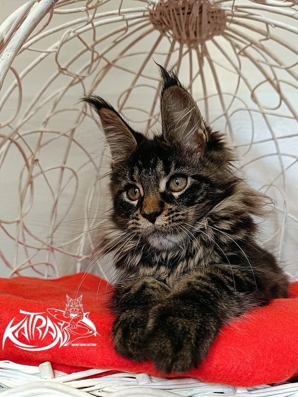 Katran Werona - Kitten maine-coon 3 months 1 week
