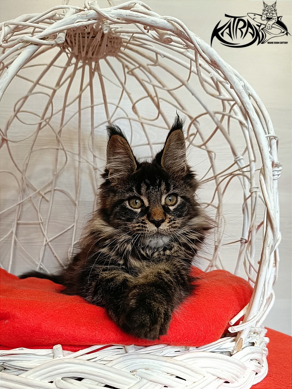 Katran Werona - Kitten maine-coon 3 months 1 week