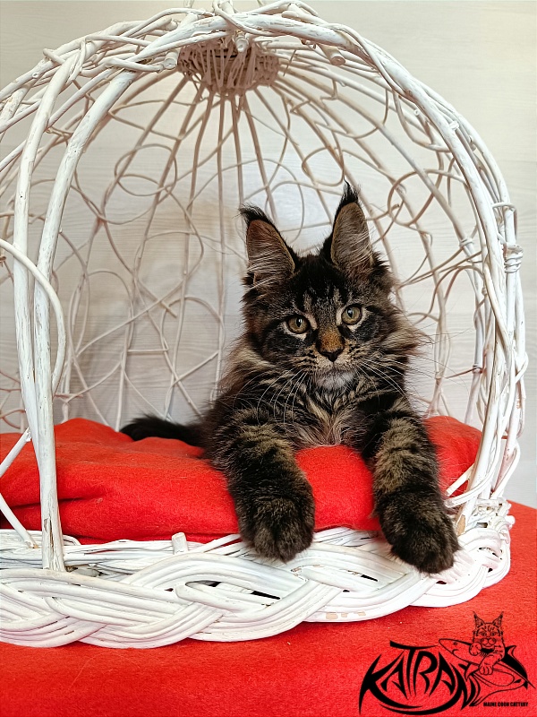 Katran Werona - Kitten maine-coon 3 months 1 week
