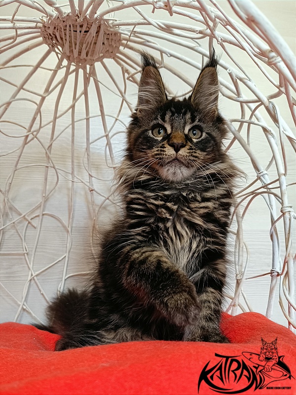 Katran Werona - Kitten maine-coon 3 months 1 week