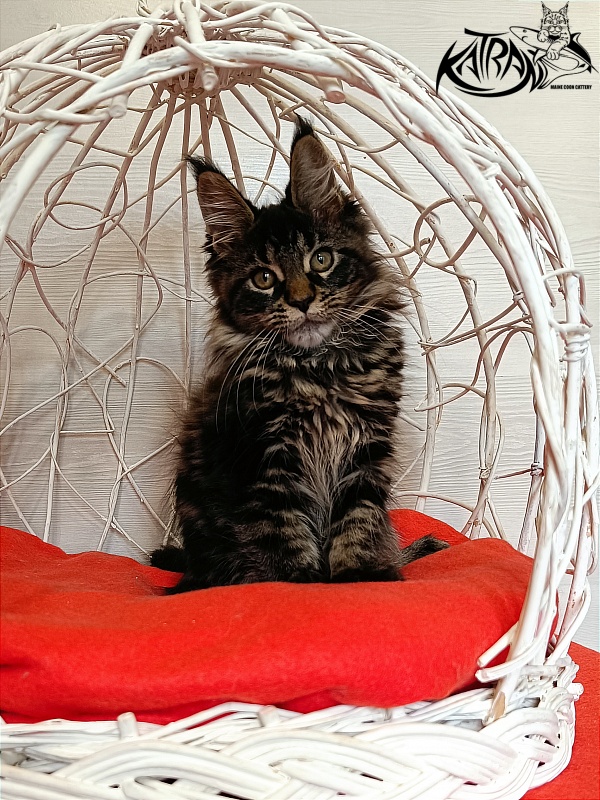 Katran Werona - Kitten maine-coon 3 months 1 week