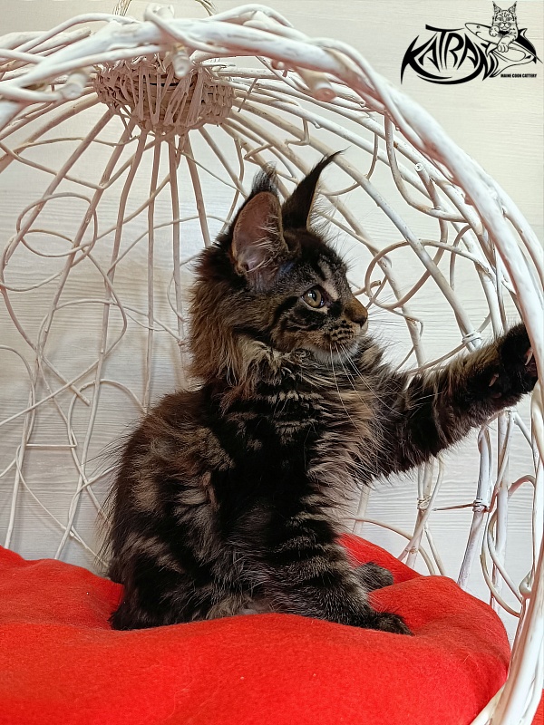 Katran Werona - Kitten maine-coon 3 months 1 week