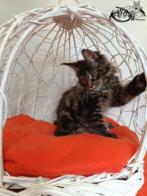 Katran Werona - Kitten maine-coon 3 months 1 week