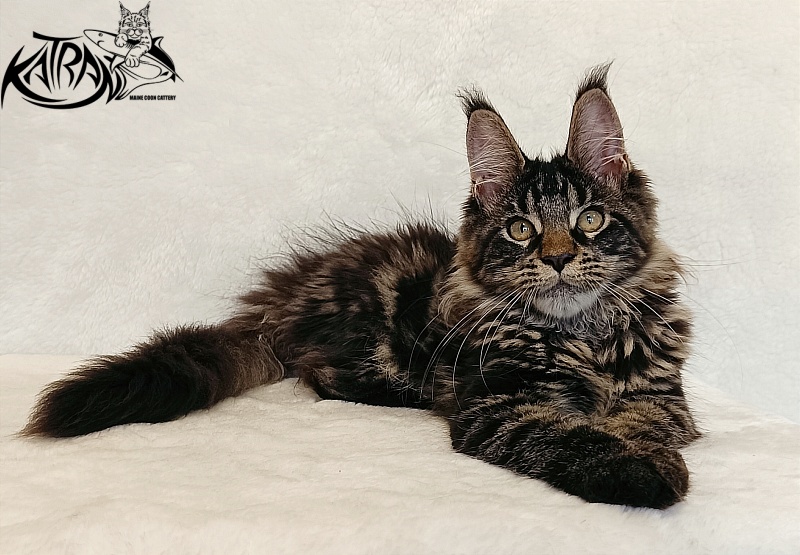 Katran Werona - Kitten maine-coon 4 months