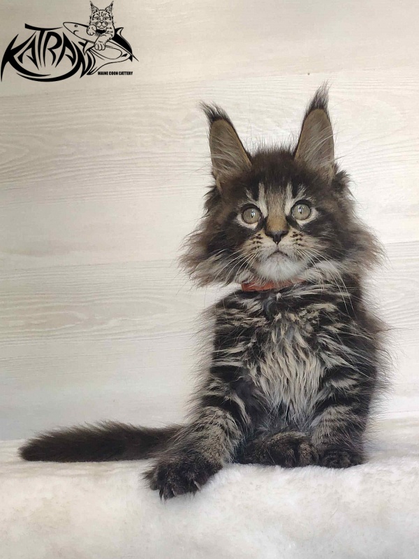 Katran Werona - Kitten maine-coon 2 months
