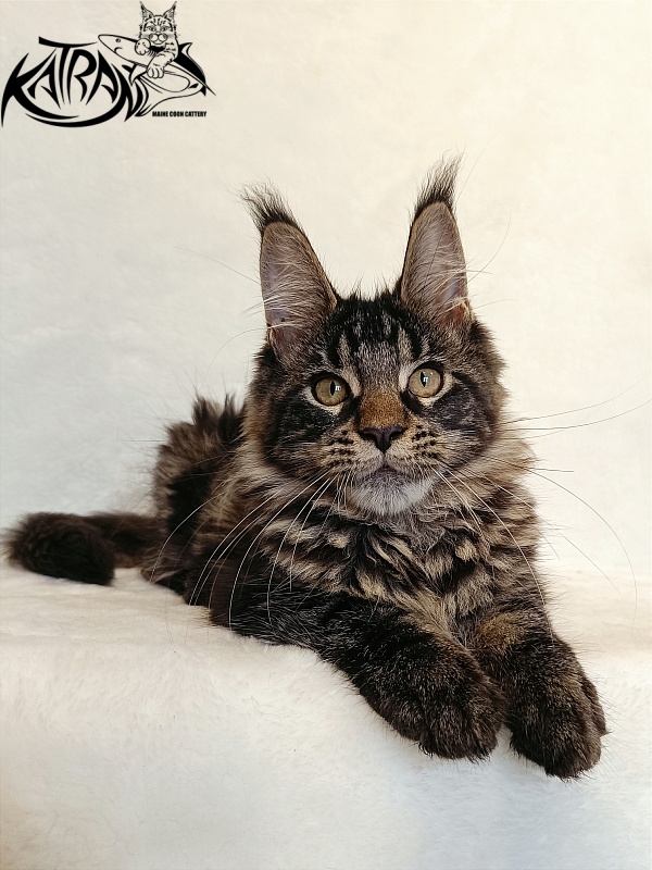 Katran Werona - Kitten maine-coon 4 months