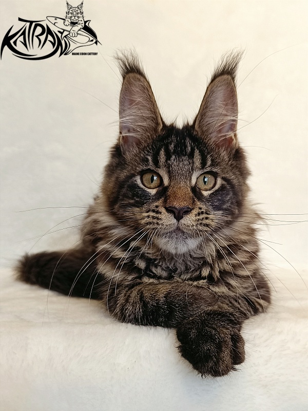 Katran Werona - Kitten maine-coon 4 months