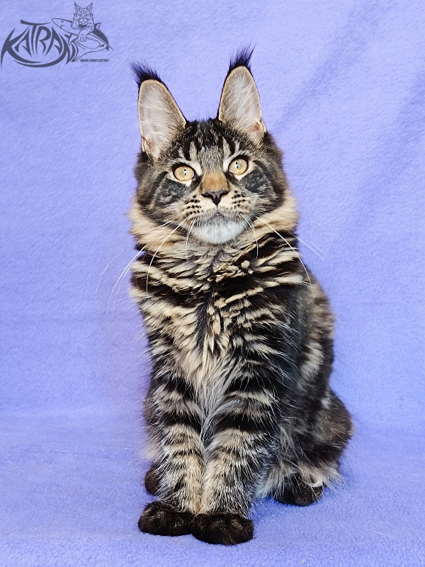 Katran Werona - Kitten maine-coon 5 months