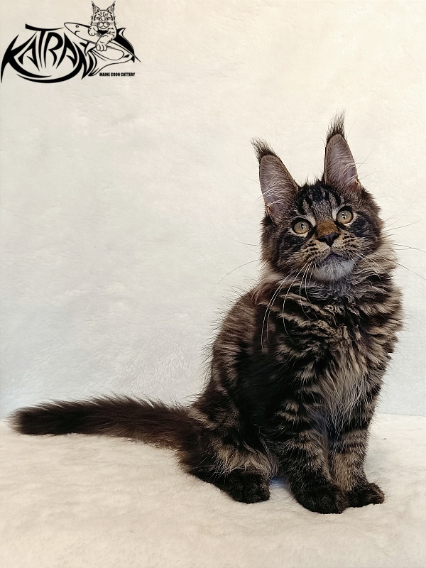 Katran Werona - Kitten maine-coon 4 months