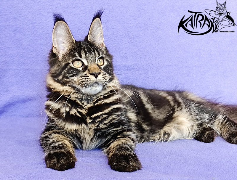 Katran Werona - Kitten maine-coon 5 months
