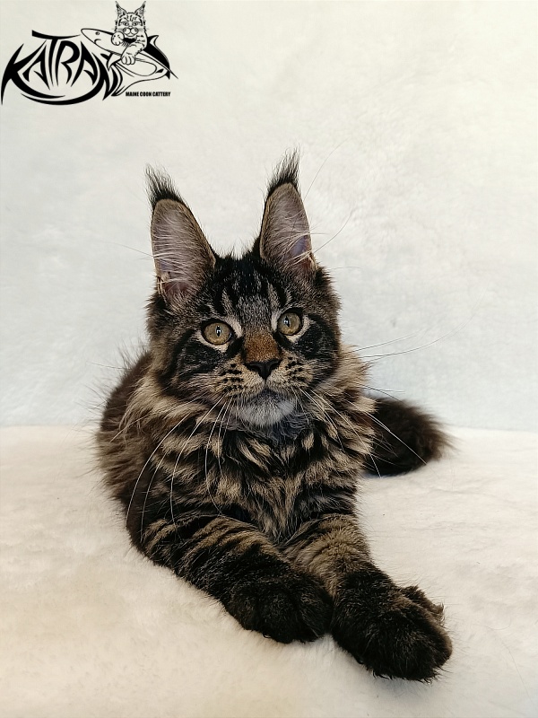 Katran Werona - Kitten maine-coon 4 months