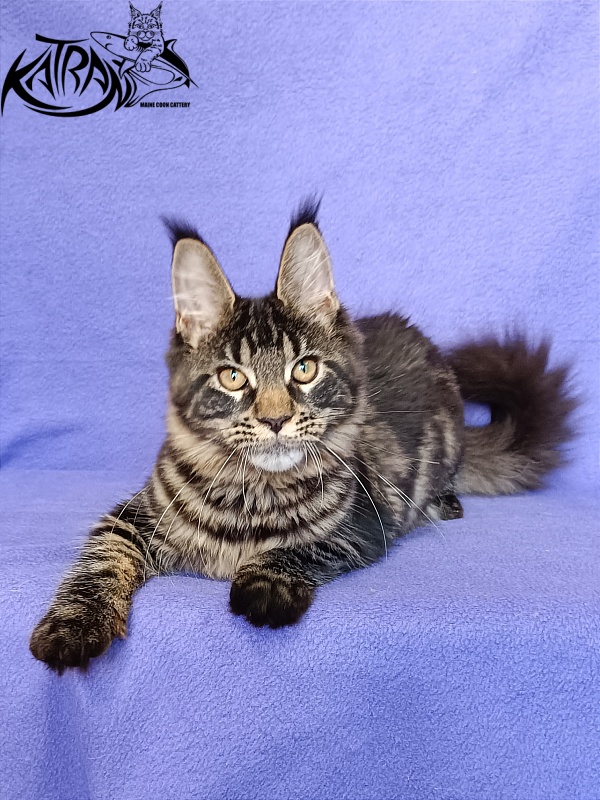Katran Werona - Kitten maine-coon 5 months