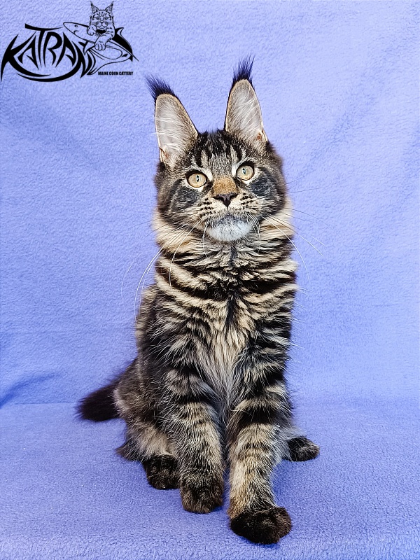 Katran Werona - Kitten maine-coon 5 months