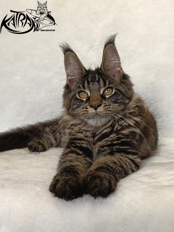 Katran Werona - Kitten maine-coon 4 months