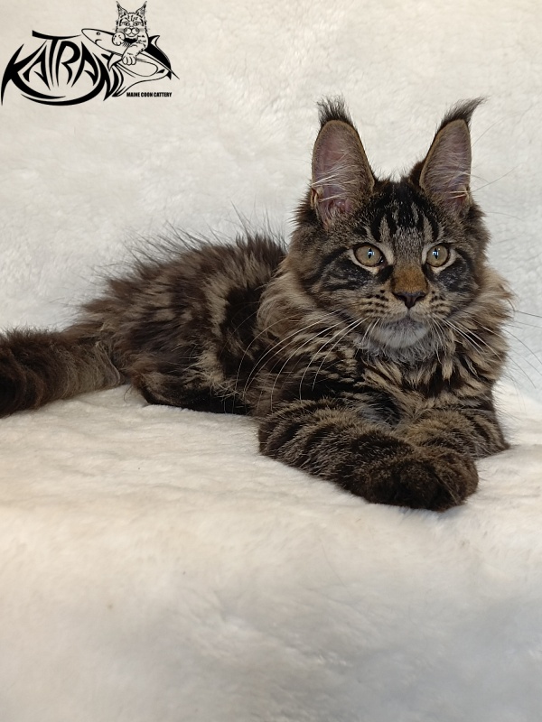 Katran Werona - Kitten maine-coon 4 months