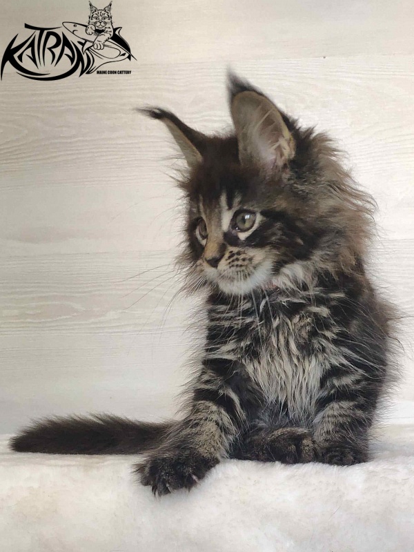 Katran Werona - Kitten maine-coon 2 months