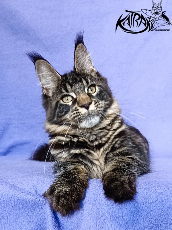 Katran Werona - Kitten maine-coon 5 months
