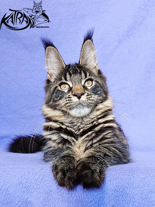 Katran Werona - Kitten maine-coon 5 months