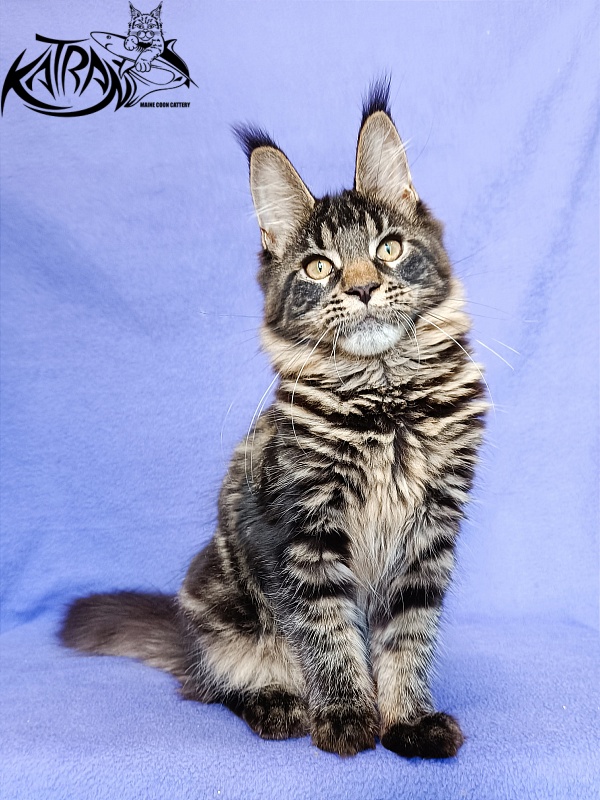 Katran Werona - Kitten maine-coon 5 months
