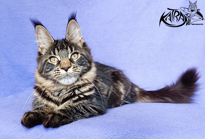 Katran Werona - Kitten maine-coon 5 months