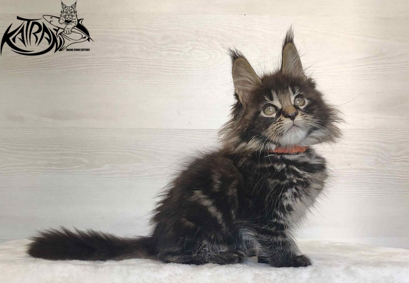 Katran Werona - Kitten maine-coon 2 months