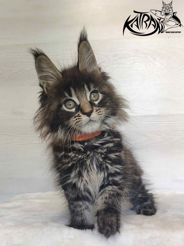 Katran Werona - Kitten maine-coon 2 months