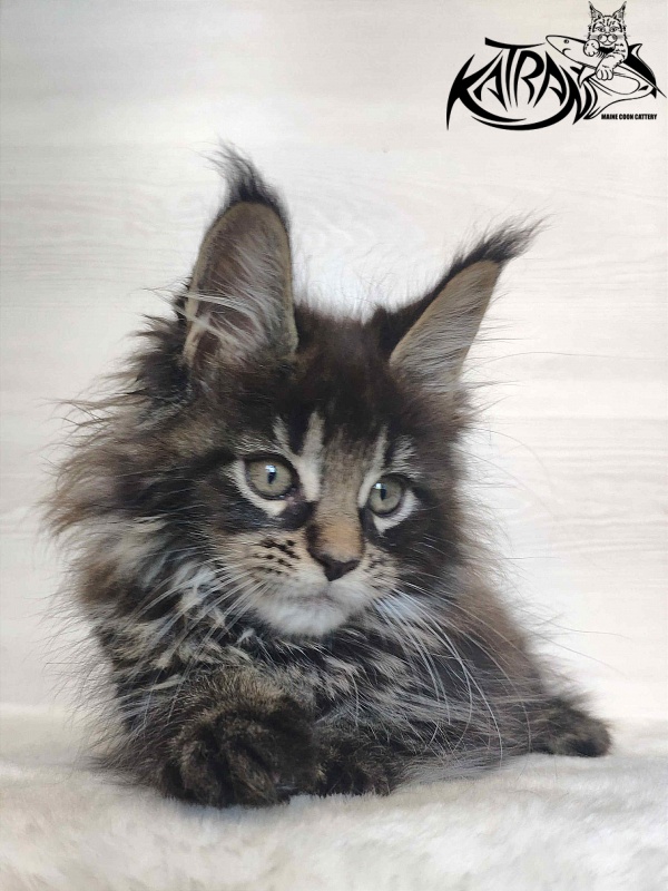 Katran Werona - Kitten maine-coon 2 months