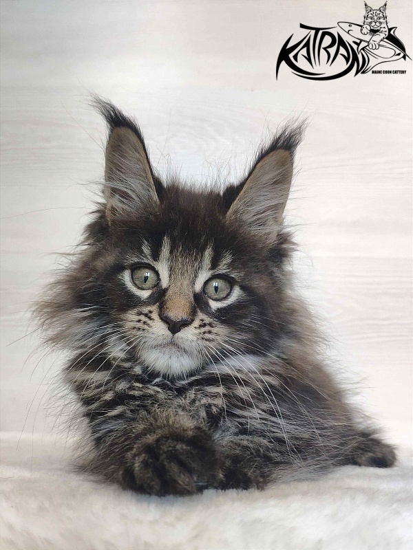 Katran Werona - Kitten maine-coon 2 months