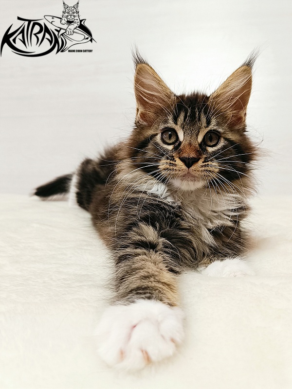 Katran Xena - Kitten maine-coon 2 months
