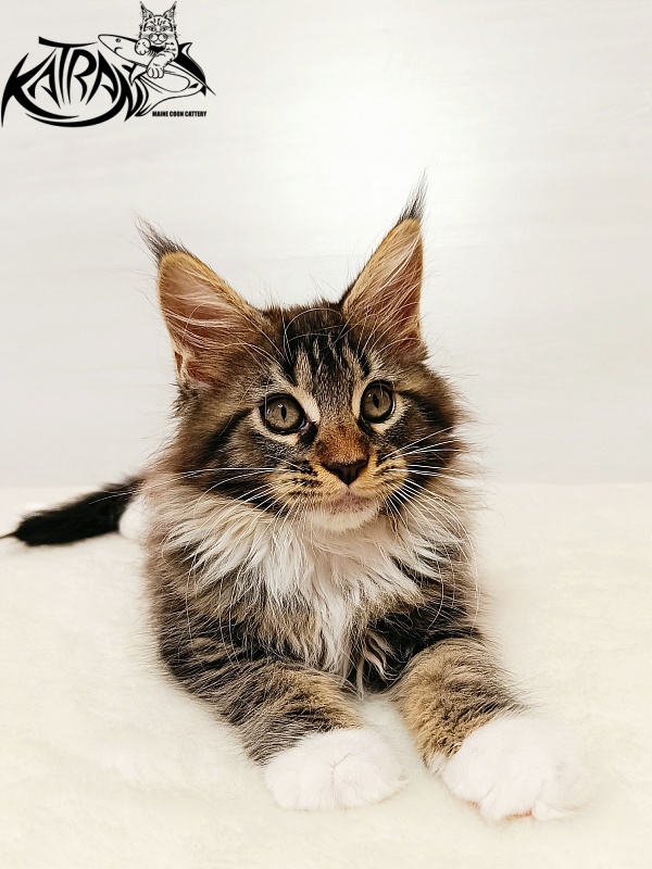 Katran Xena - Kitten maine-coon 2 months
