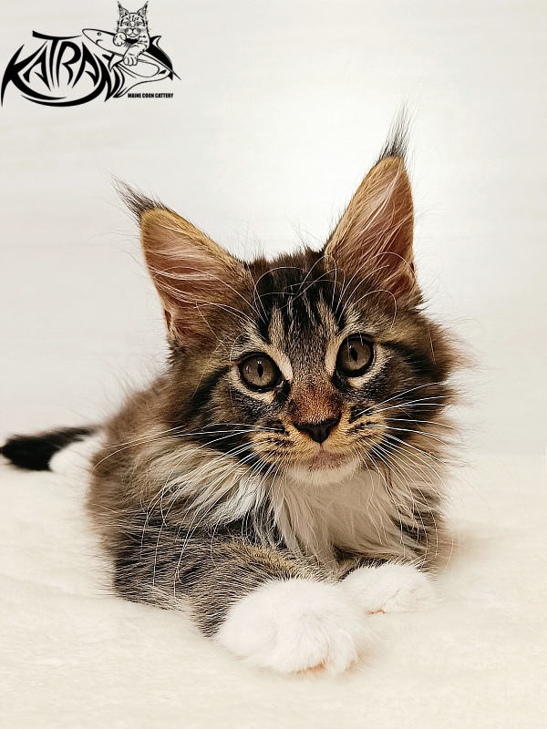 Katran Xena - Kitten maine-coon 2 months