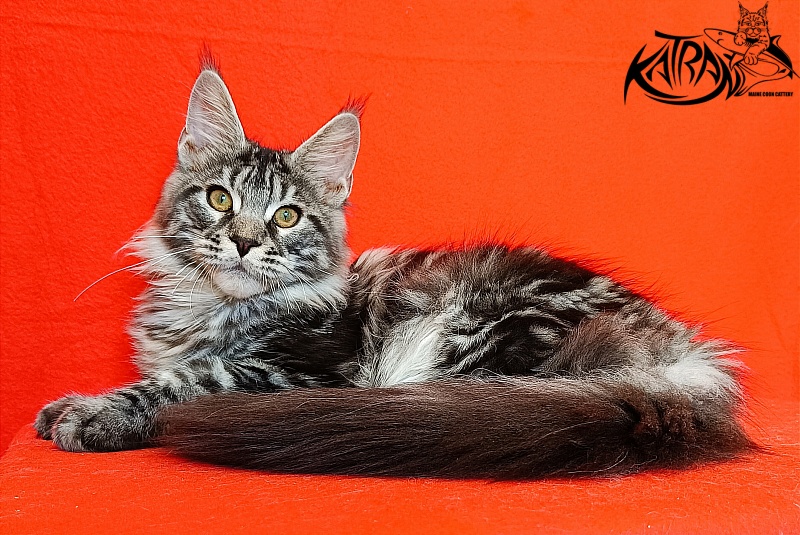 Katran Xavier - Кошеня мейн-кун 4,5 місяця
