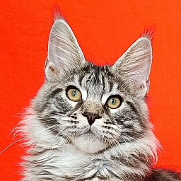 Katran Xavier