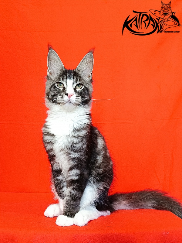 Katran Xenos - Kitten maine-coon 4.5 months