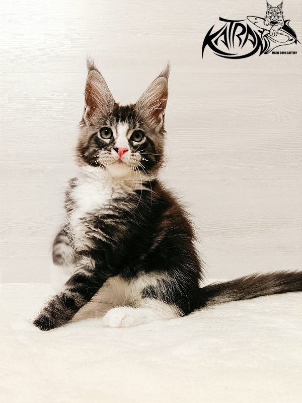 Katran Xenos - Kitten maine-coon 2 months
