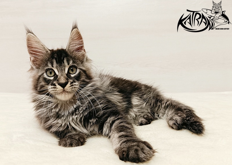 Katran X-Trimm - Kitten maine-coon 2 months