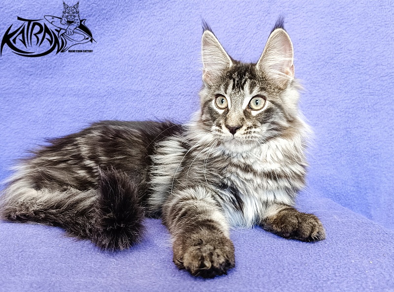 Katran X-Trimm - Kitten maine-coon 3 months