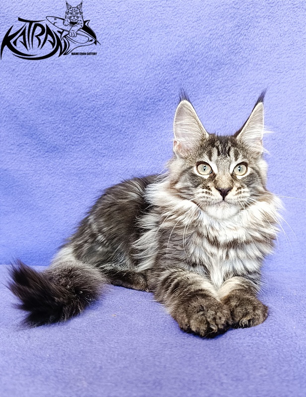 Katran X-Trimm - Kitten maine-coon 3 months