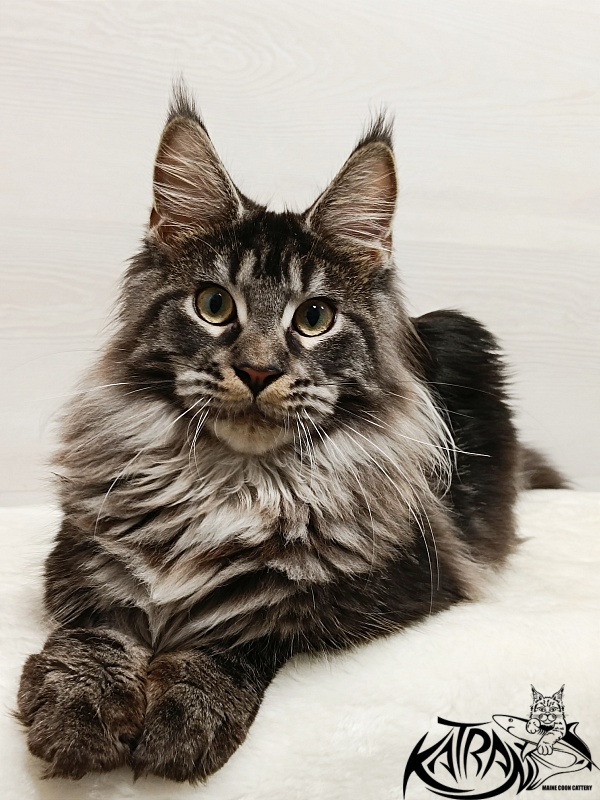 Katran X-Trimm - Kitten maine-coon 6.5 months