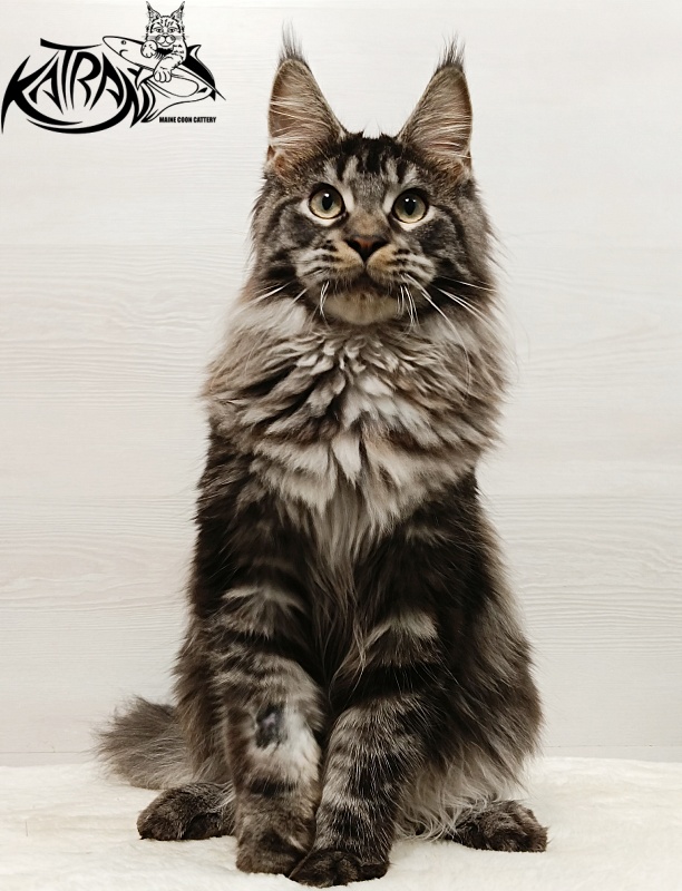Katran X-Trimm - Kitten maine-coon 6.5 months