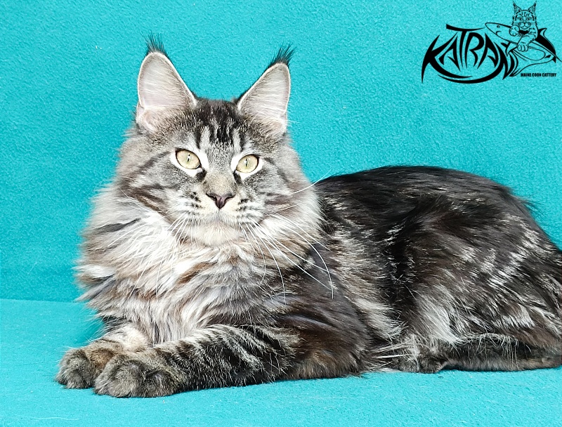 Katran X-Trimm - Junior maine-coon 9 months 1 week