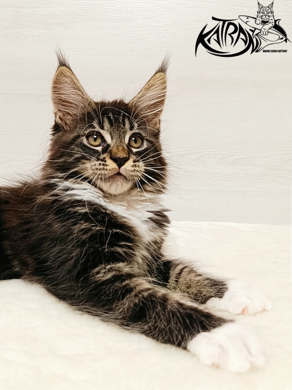 Katran Xamira - Kitten maine-coon 2 months