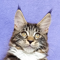 Katran Xamira
