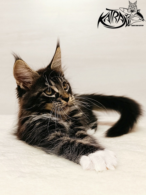 Katran Xamira - Kitten maine-coon 2 months