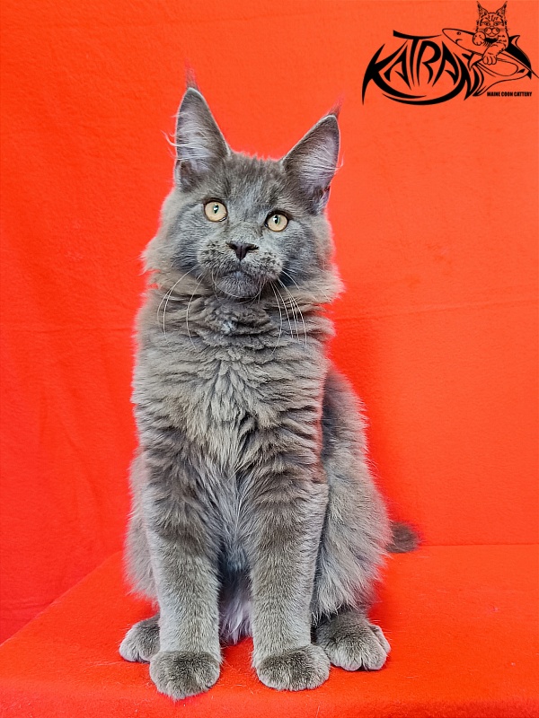 Katran Yoshi - Kitten maine-coon 4 months 1 week