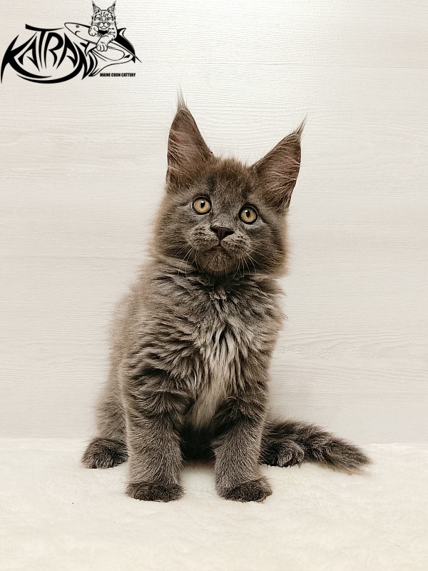 Katran Yoshi - Kitten maine-coon 2 months