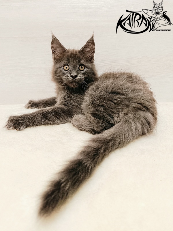 Katran Yoshi - Kitten maine-coon 2 months