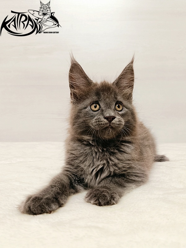 Katran Yoshi - Kitten maine-coon 2 months